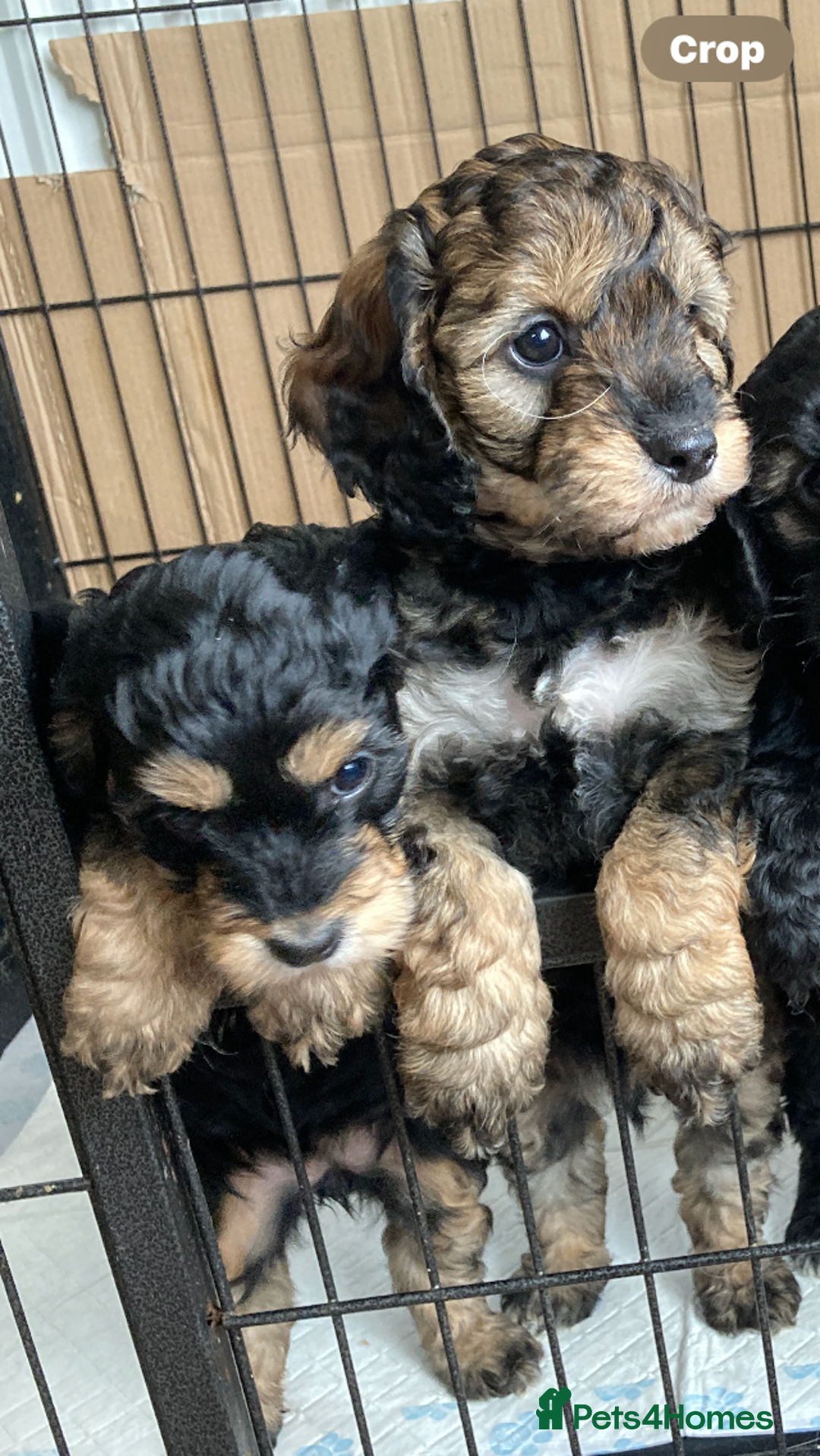 Cockapoo dogs for sale: Taking Genuine Enquired Phantom Female Cockapoo - Image 3