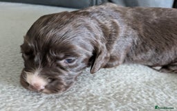 Cocker Spaniel dogs for sale: Chocolate/Chocolate Tan working cocker pups - Advert 21