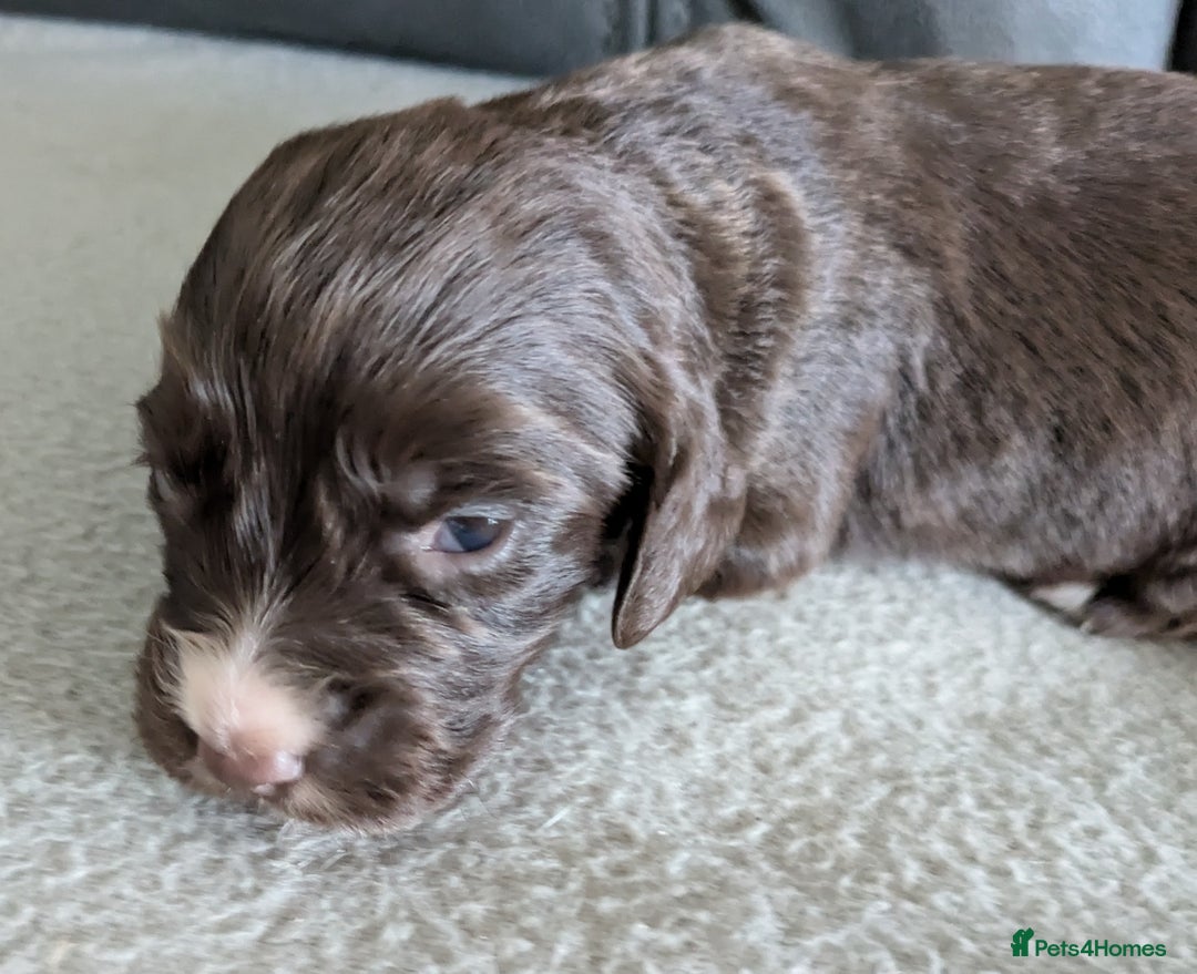 Cocker Spaniel dogs for sale: Chocolate/Chocolate Tan working cocker pups - Advert 21
