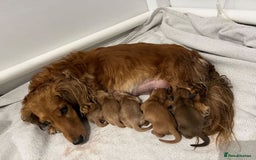 Miniature Dachshund dogs for stud: KC Reg• Cream Longhaired Stud• Fully Health Tested - Image 6