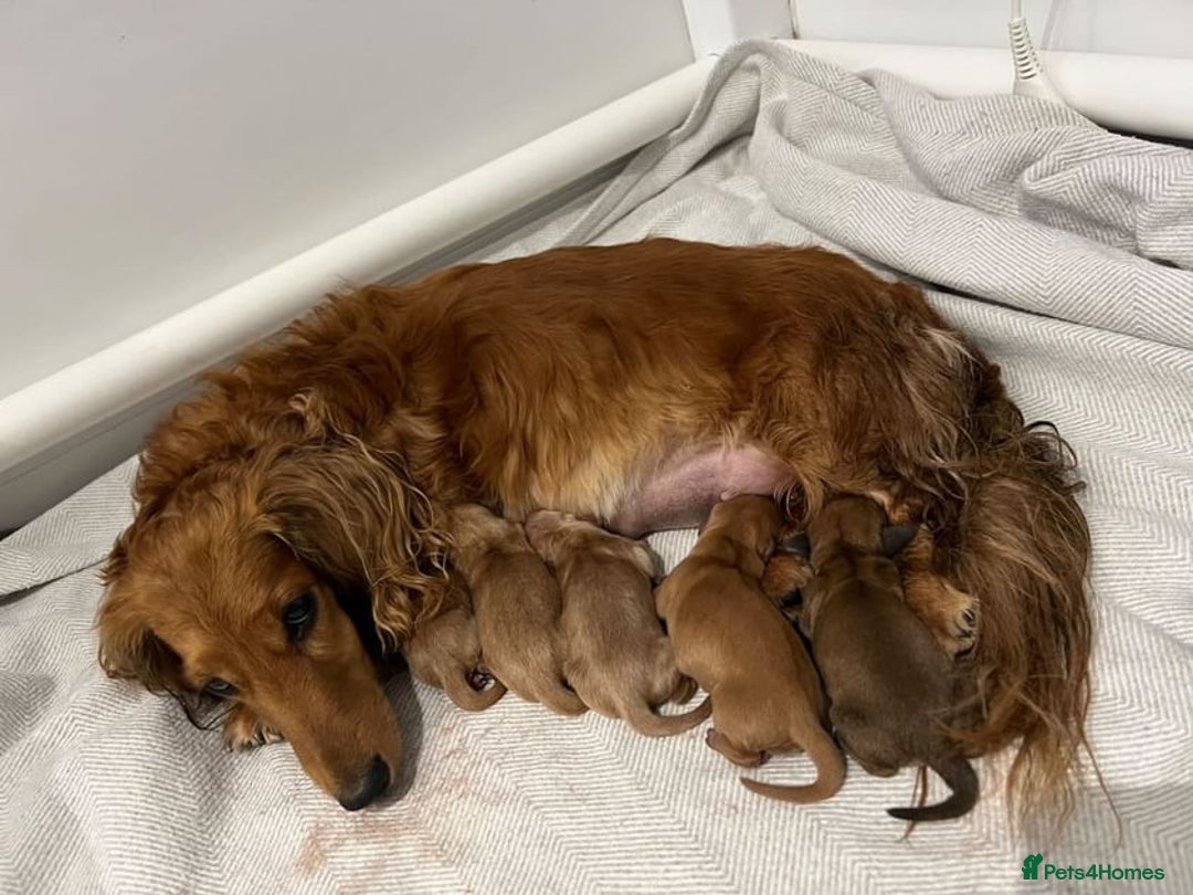 Miniature Dachshund dogs for stud: KC Reg• Cream Longhaired Stud• Fully Health Tested - Image 6
