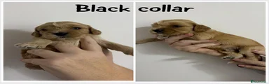 Cockalier 1