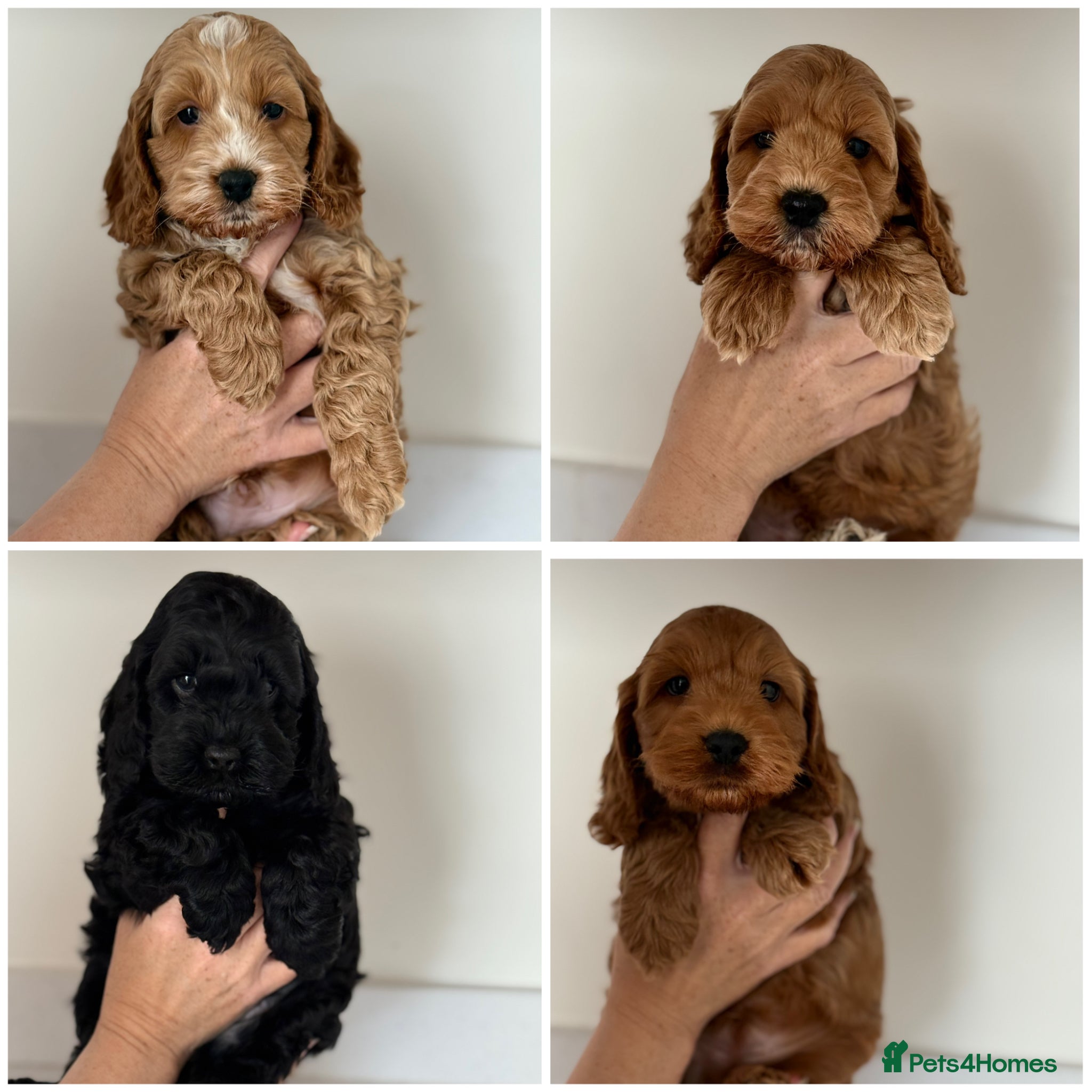 Cockapoo dogs F1 cockapoo puppies - Advert 2