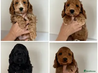 Cockapoo dogs F1 cockapoo puppies - Advert 2