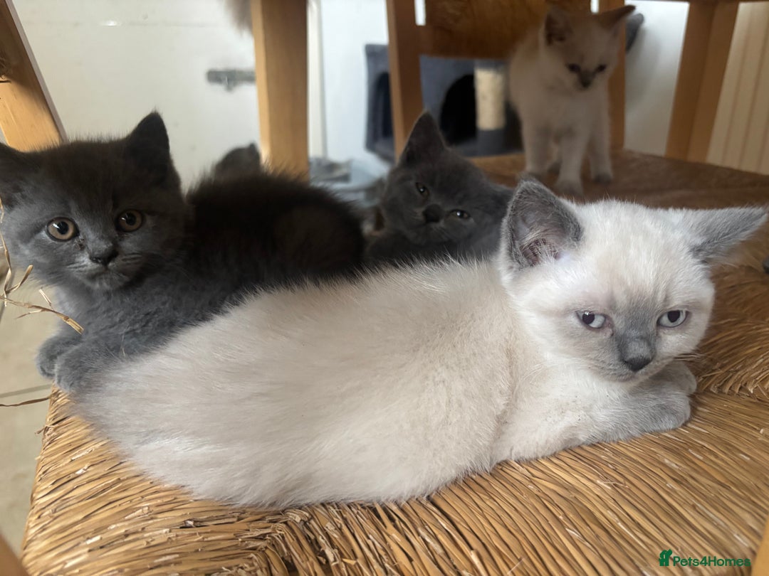 British Shorthair cats for sale: Beautiful British blues and colourpoints  - Image 5