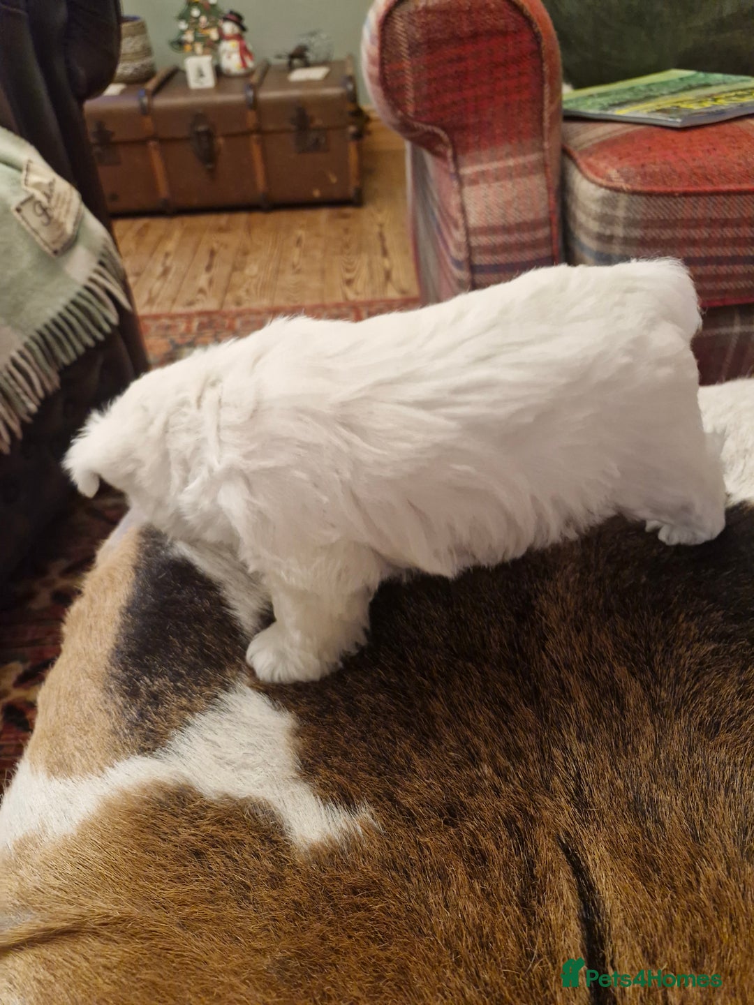 West Highland Terrier dogs for sale: WEST HIGHLAND TERRIER, BITCH PUPPIES X TWO. - Advert 8