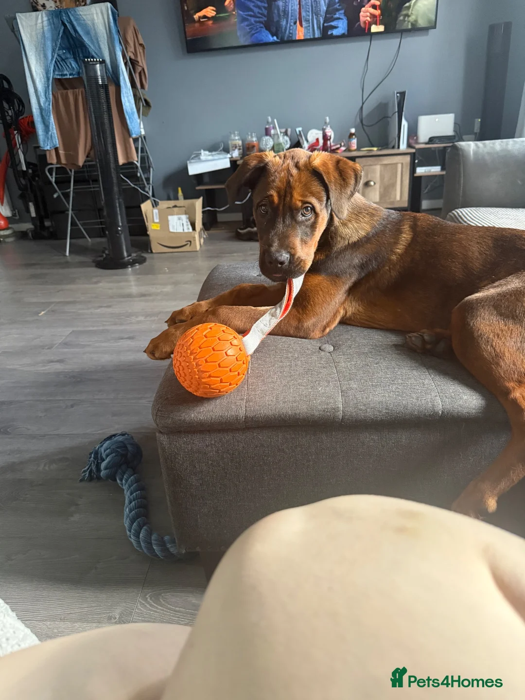 Mixed Breed dogs for sale: 4 month old Belgium Mali x Rottweiler  - Advert 7