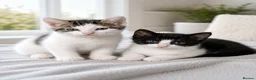 Mixed Breed cats for sale: Adorable Kittens Looking for Loving Homes - Advert 3
