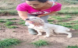 English Setter dogs for adoption: Dana  - Advert 11