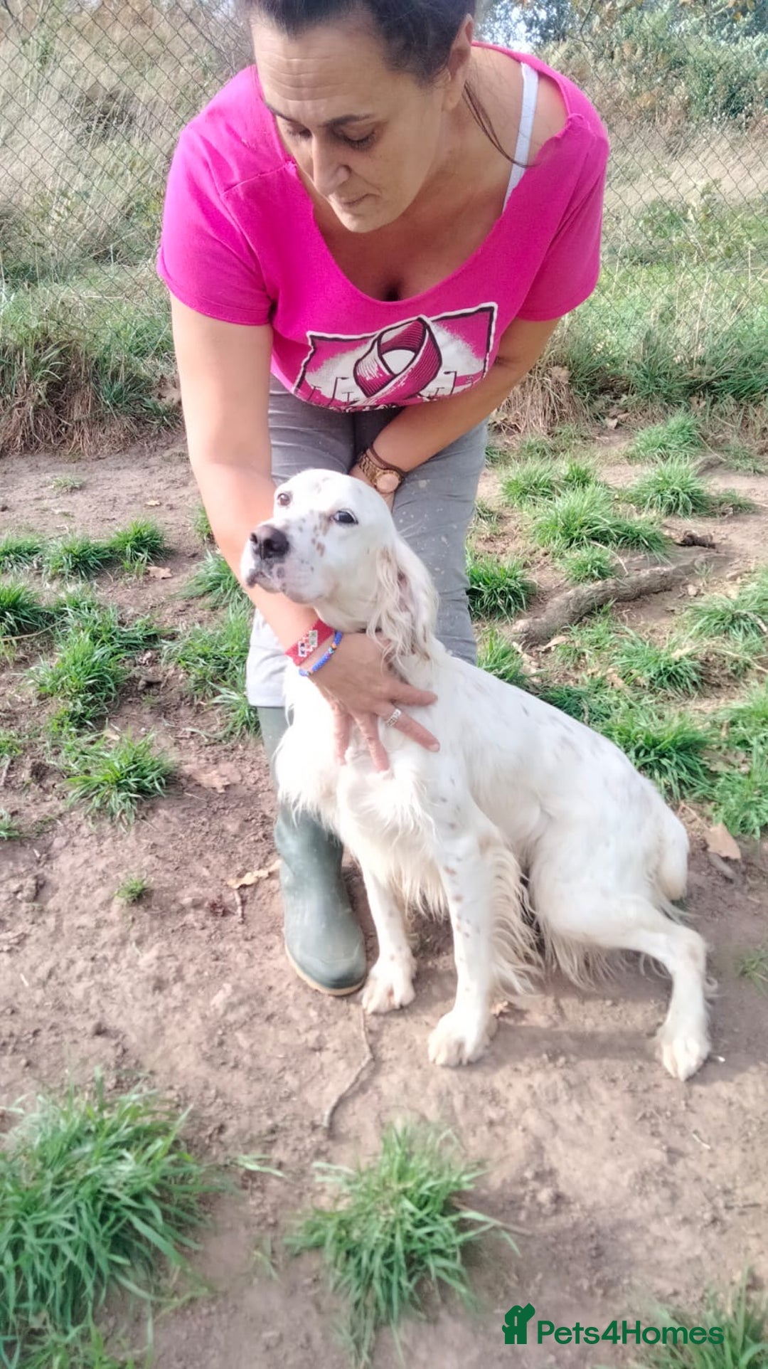 English Setter dogs for adoption: Dana  - Advert 11