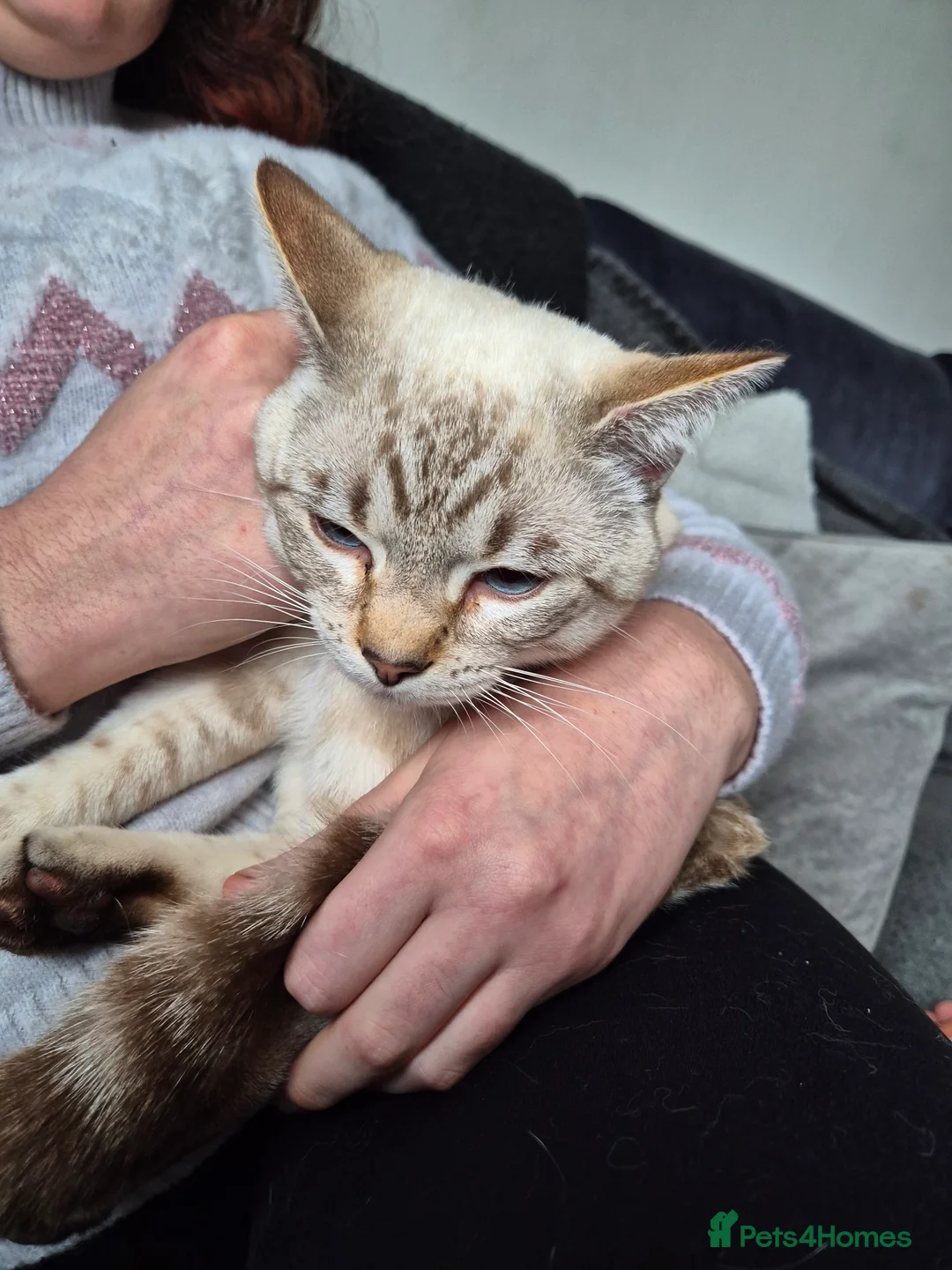 Snowshoe cats for sale: Pedigree snowshoe neutered choc tabby  - Advert 3