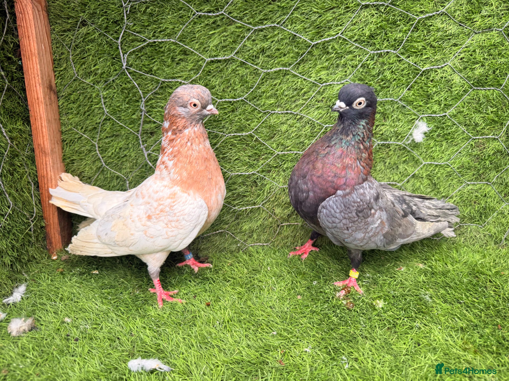 Pigeons birds Strong Healthy Pigeons £70 Pair - Advert 1