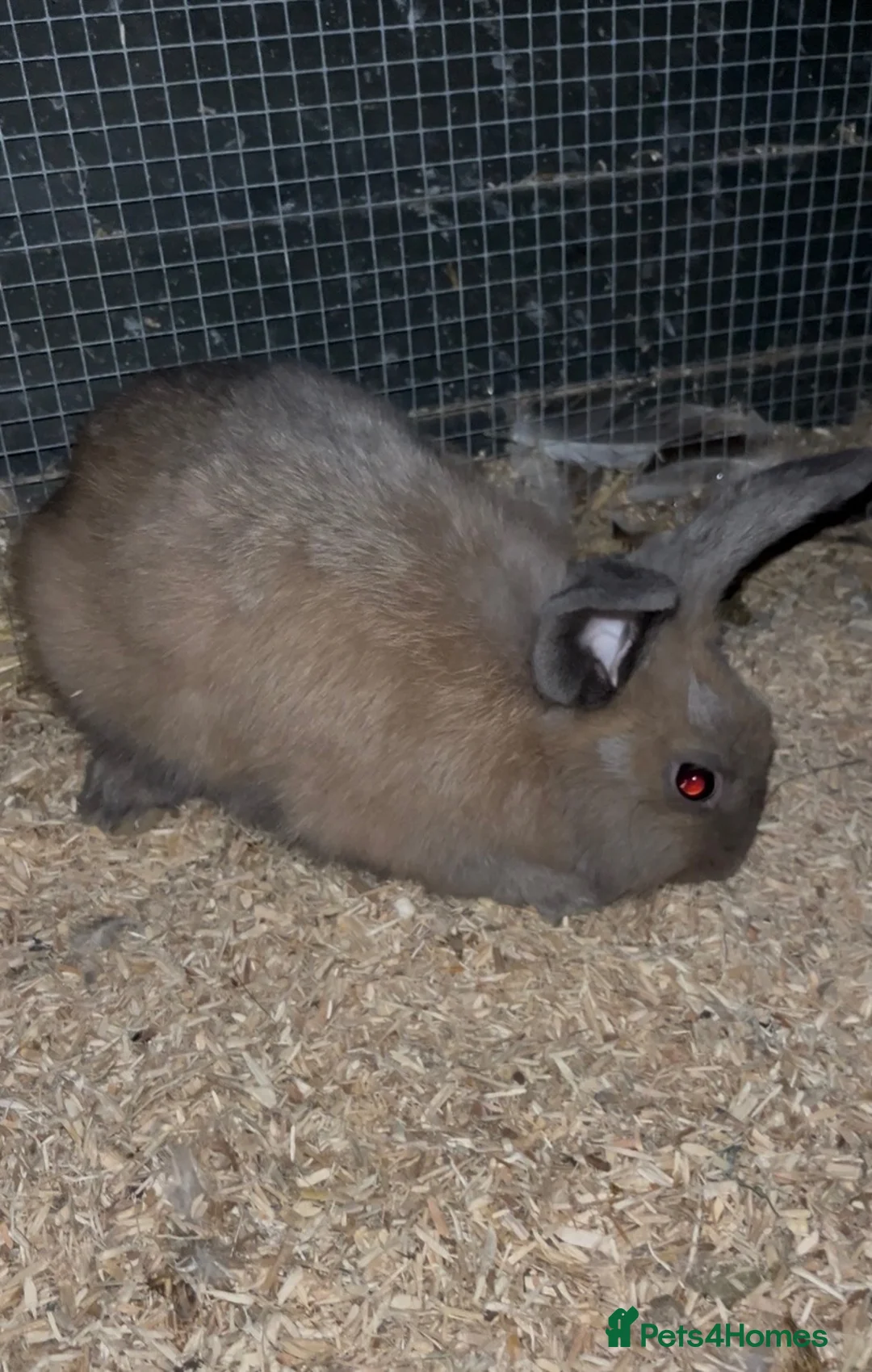 Mixed Breed rabbits for sale: Male lionlop cross - Advert 2