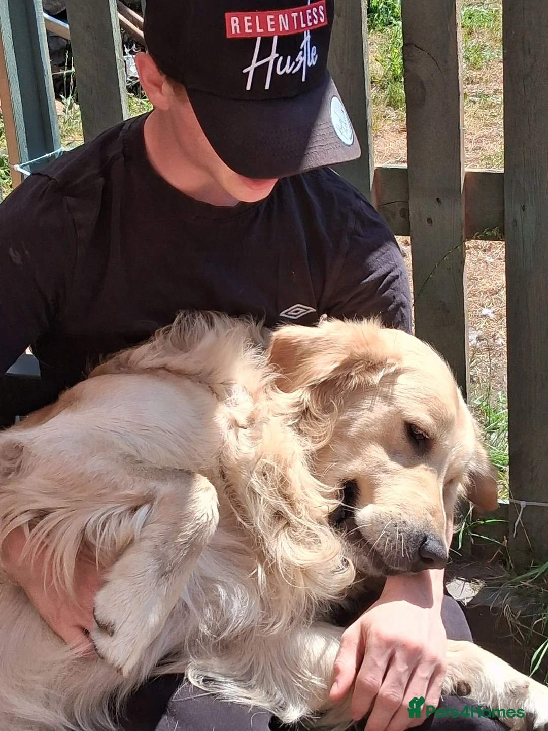 Golden Retriever dogs for sale: Baker - Advert 2