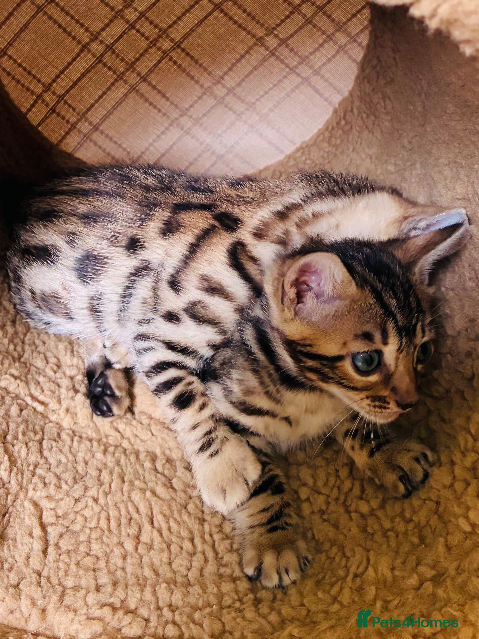 Bengal cats LAST ONE! Beautiful Bengal kittens .  - Advert 2