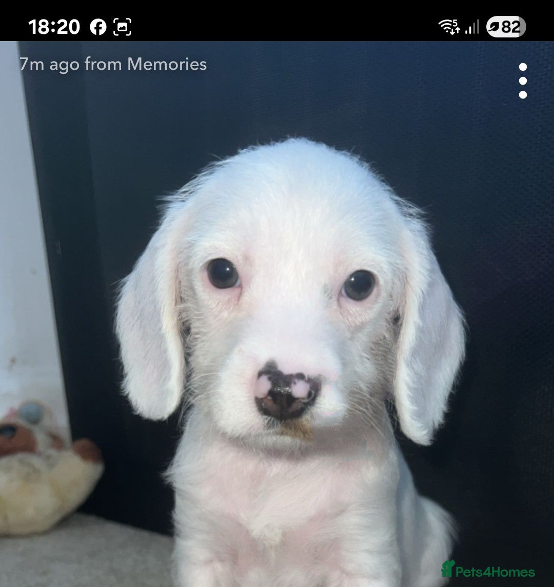 Mixed Breed dogs for sale: Jackapoo x cockerspaniel  - Image 13