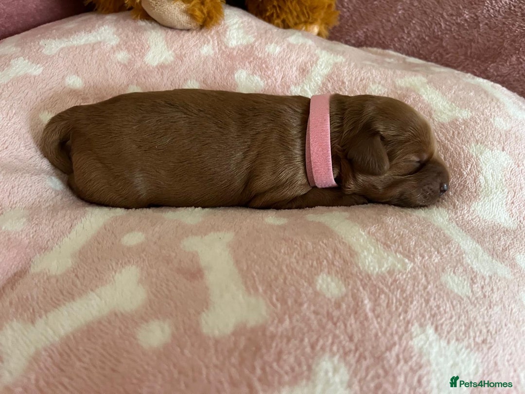Cockapoo dogs for sale: 🌸3 gorgeous Chunky Cockapoos 🌸 - Image 30