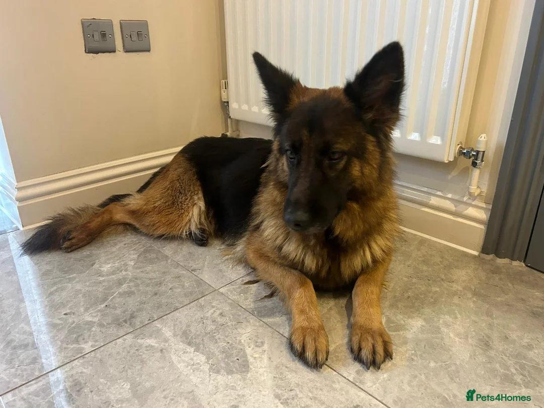 German Shepherd dogs for sale: Male German shephard  - Advert 3