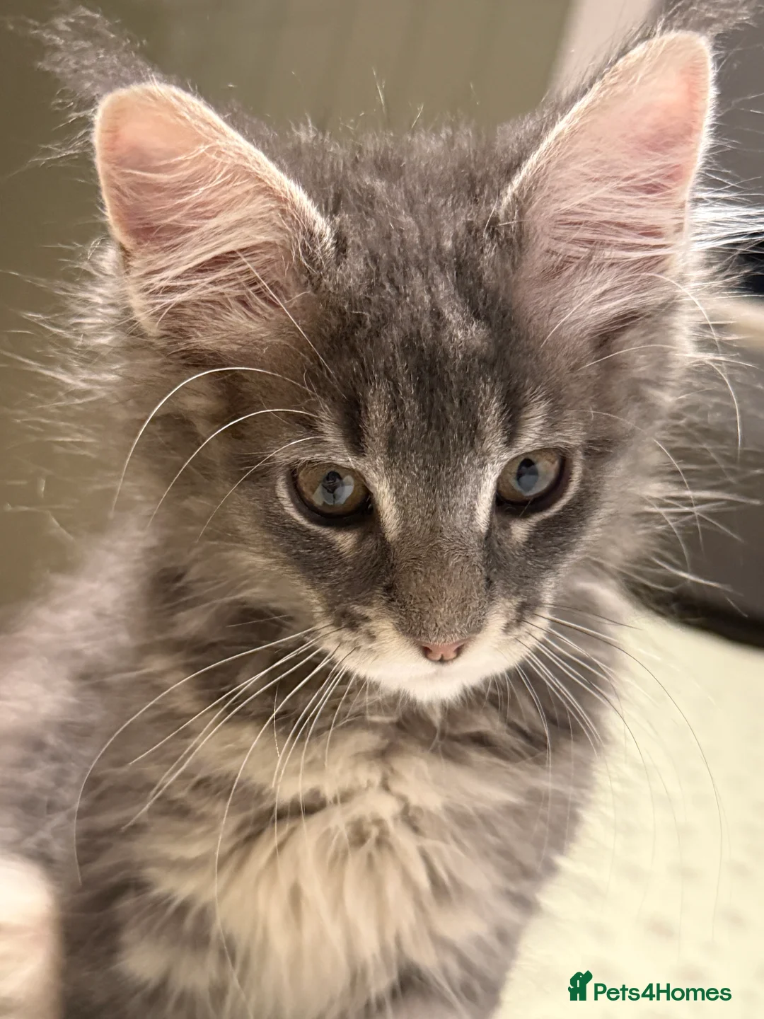 Maine Coon cats for sale: 3-month-old pure Maine Coon Girl ready to go - Advert 17