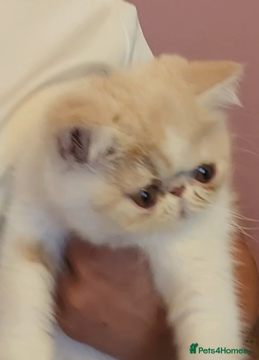 Exotic cats for sale: OUTSTANDING QUALITY EXOTIC KITTENS  - Image 3