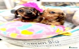 Miniature Dachshund dogs for sale: ✨ Tiny gorgeous puppy girl Mini dachshund  ✨ - Image 2
