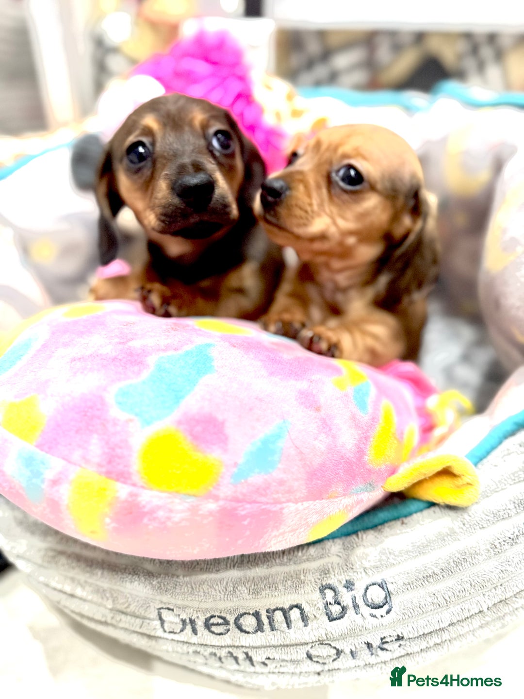 Miniature Dachshund dogs for sale: ✨ Tiny gorgeous puppy girl Mini dachshund  ✨ - Image 2