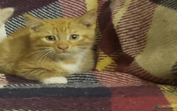 Mixed Breed cats for sale: Beautiful fluffy kittens for sale. - Image 2