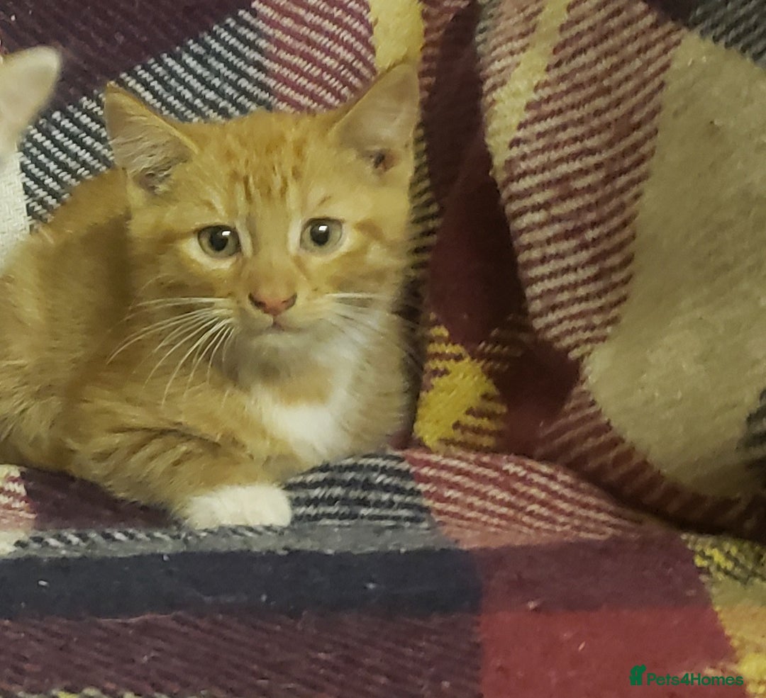 Mixed Breed cats for sale: Beautiful fluffy kittens for sale. - Image 2