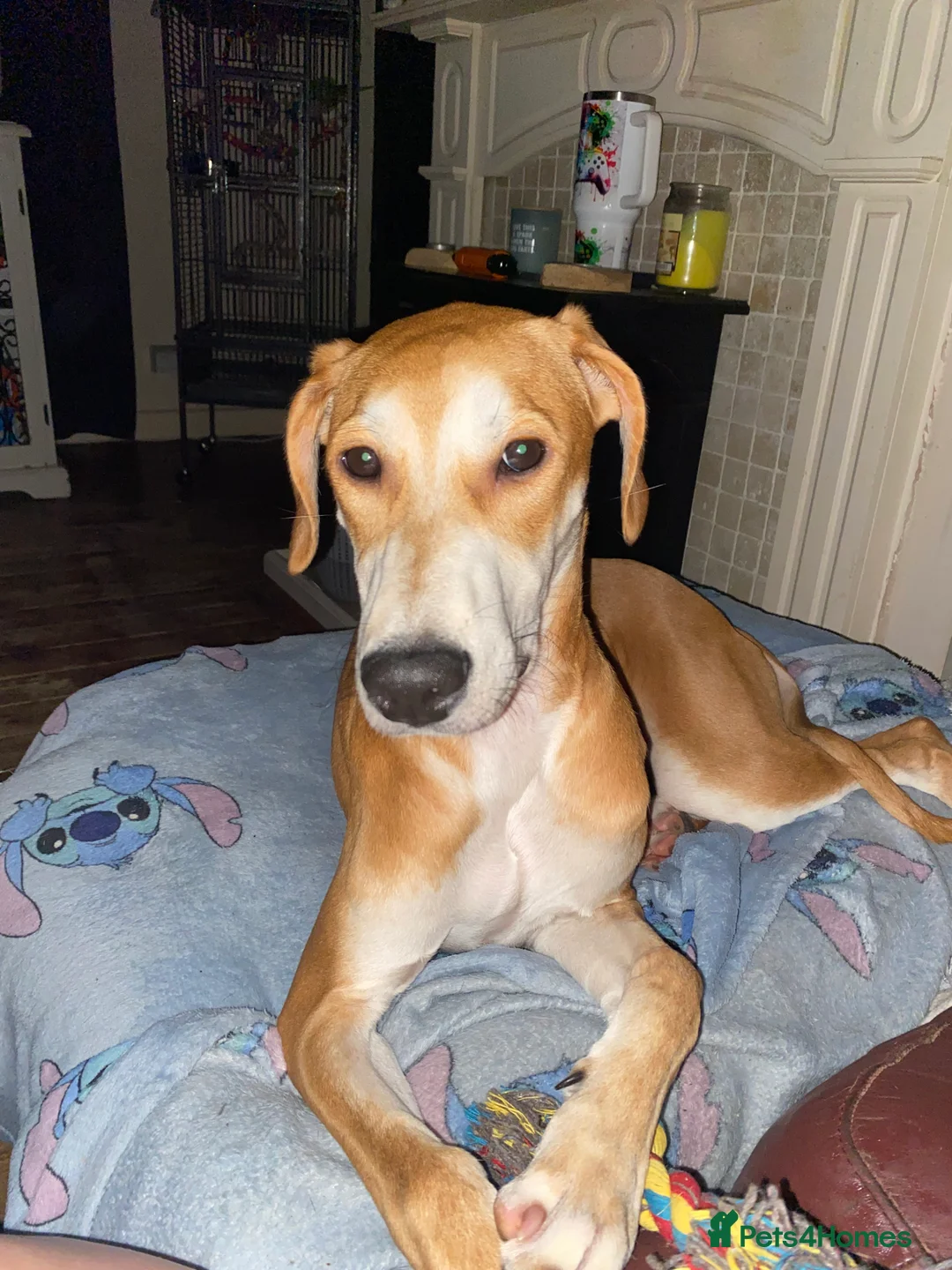 Mixed Breed dogs for sale: Beautiful pup  - Advert 13