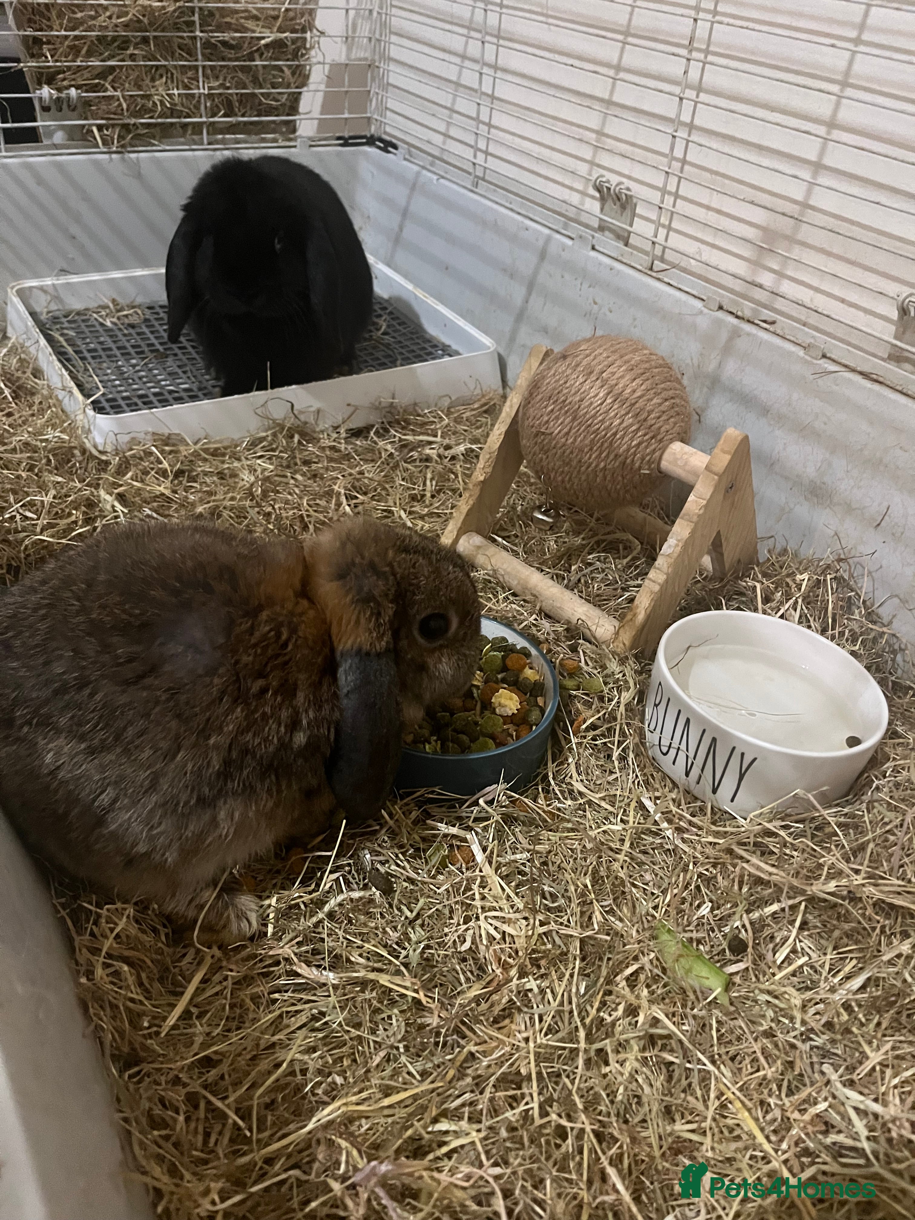 Mixed Breed rabbits Male rabbits  in Ipswich - Advert 1