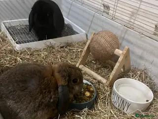 Mixed Breed rabbits Male rabbits in Ipswich - Advert 1