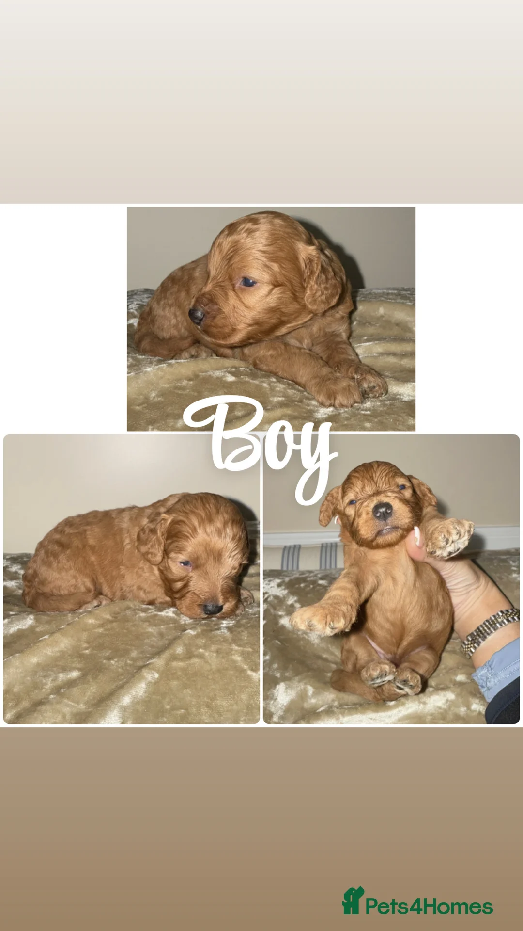 Cockapoo dogs for sale: Cokapoo Puppies  - Advert 5