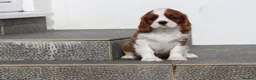 Cavalier King Charles Spaniel dogs for sale: Cavalier King Charles Spaniel puppy  - Advert 10