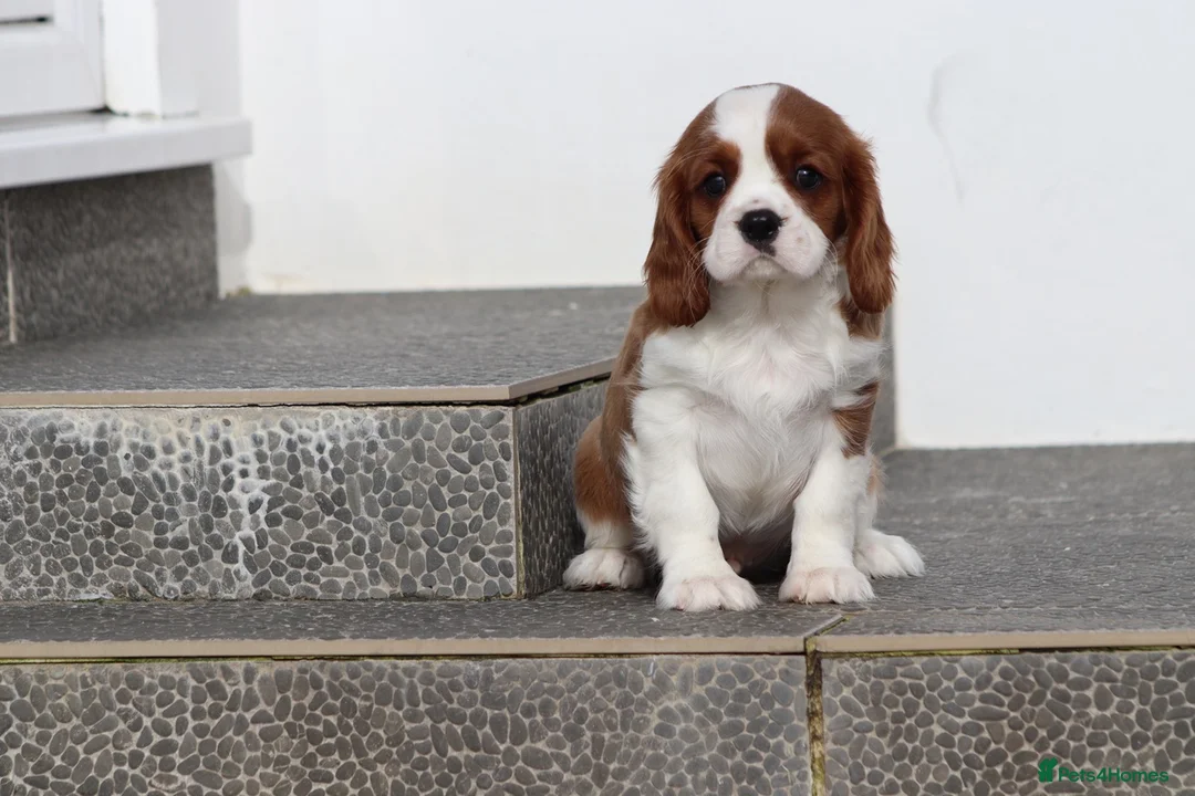 Cavalier King Charles Spaniel dogs for sale: Cavalier King Charles Spaniel puppy  - Advert 10