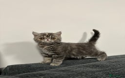 Persian cats for sale: ⭐️ Exceptional Persian x Exotic Kittens ⭐️ - Advert 15