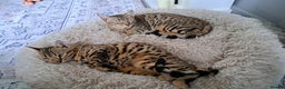 Bengal cats for sale: 2 beautiful bengal girls need new home - Advert 6