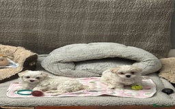 Maltese dogs for sale: Absolutely adorable Maltese girl  - Image 16