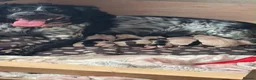 Sprocker dogs for sale: Sprocker Puppies for sale - Advert 6