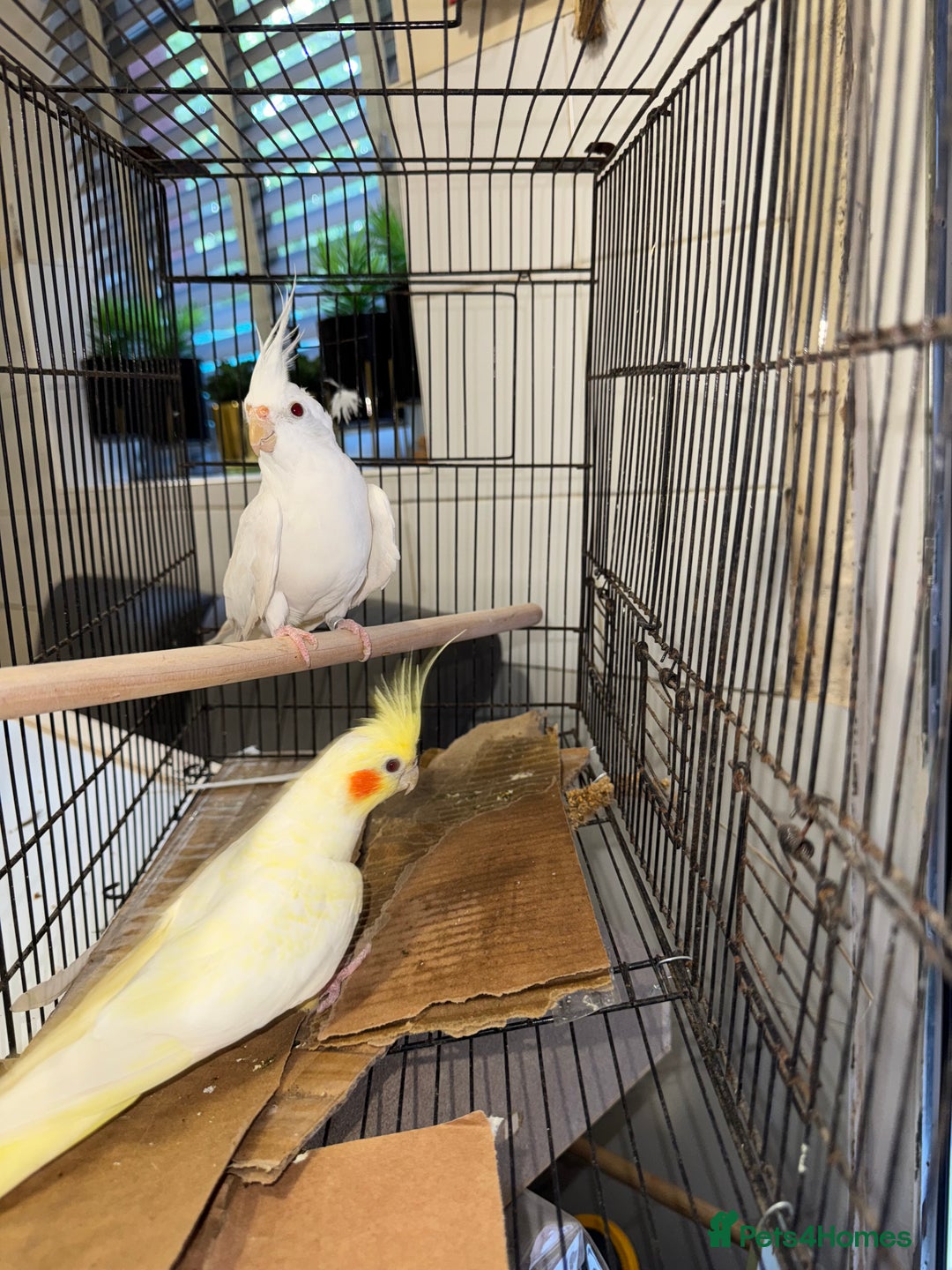 Cockatiels birds for sale: Breeding pair  - Image 5