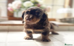 Miniature Dachshund dogs for sale: Mini dachshund puppies available  - Image 4