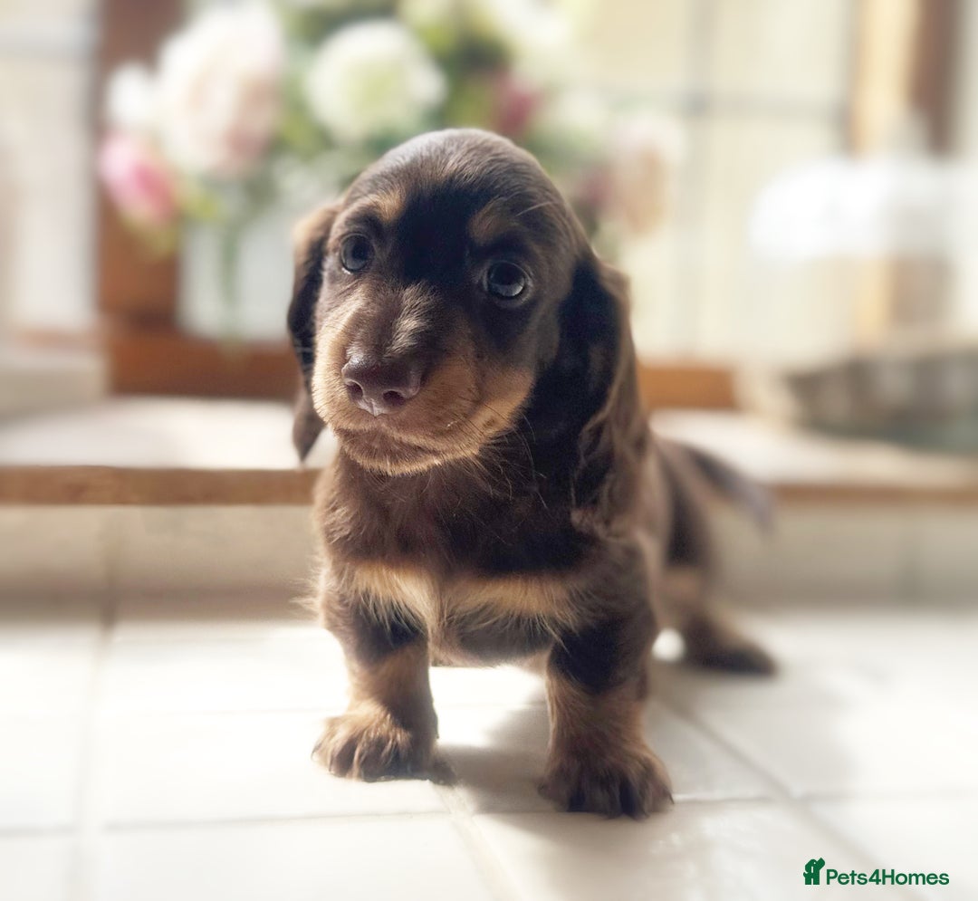 Miniature Dachshund dogs for sale: Mini dachshund puppies available  - Image 4