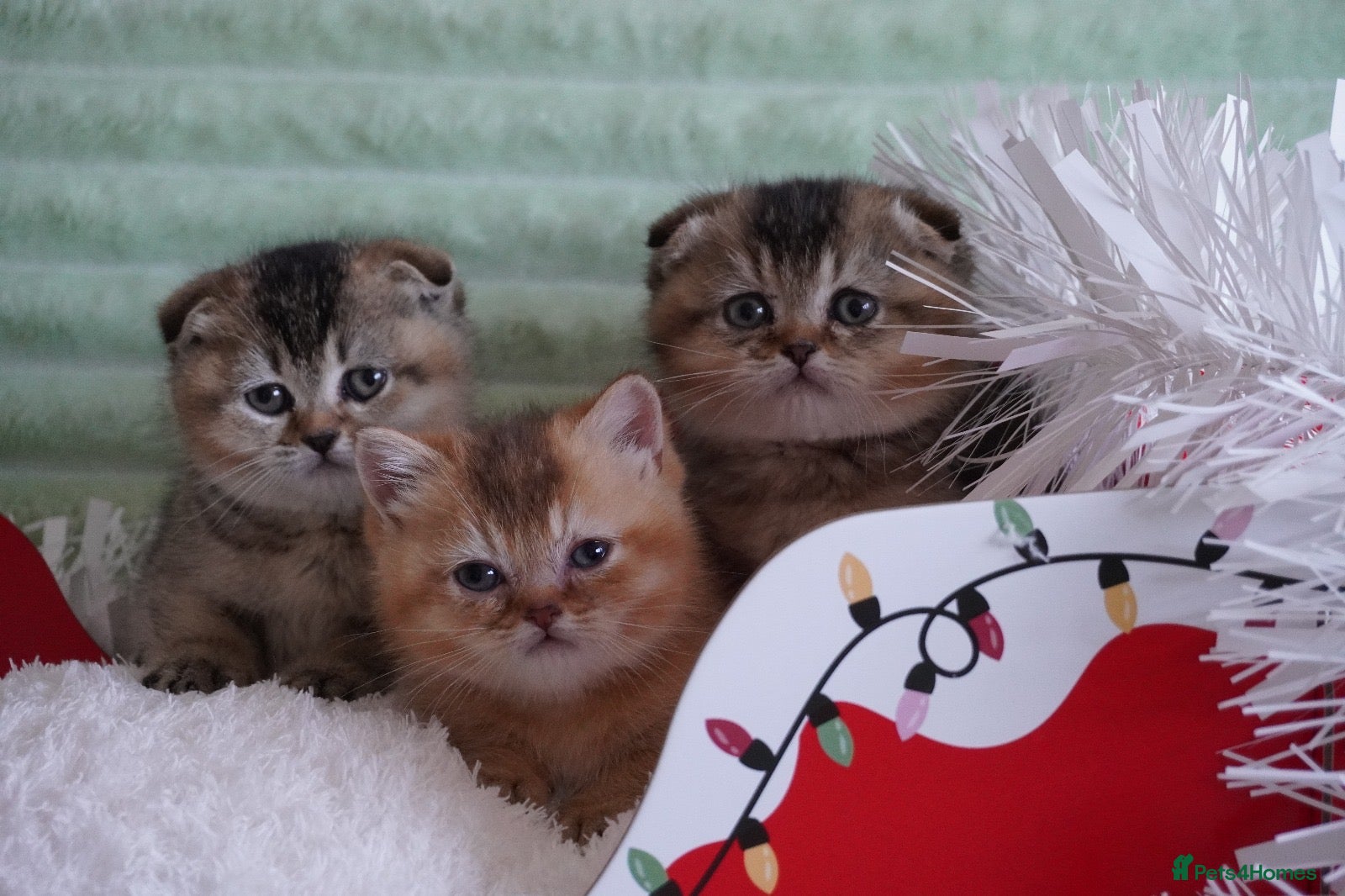 Munchkin cats Munchkin Scottish Kilt kittens - Advert 1