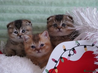 Munchkin cats Munchkin Scottish Kilt kittens - Advert 1