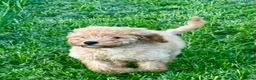 Cavapoochon dogs for sale: Gorgeous Apricot Cavapoochon Girl - Advert 4