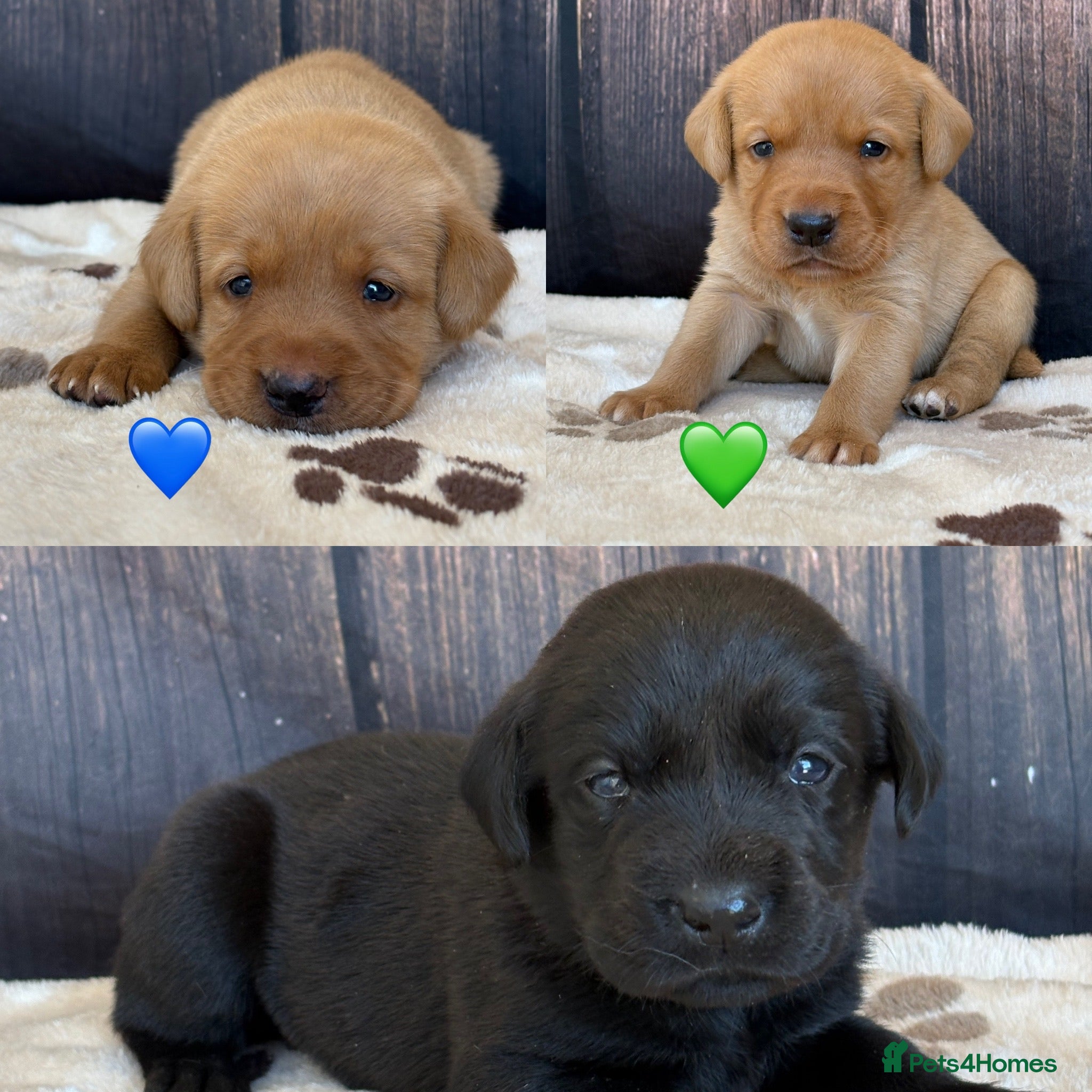 Labrador Retriever dogs Chunky Labrador Puppies - Advert 1