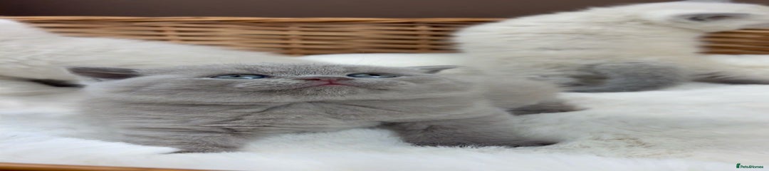 British Shorthair Kitten 2 Lilac