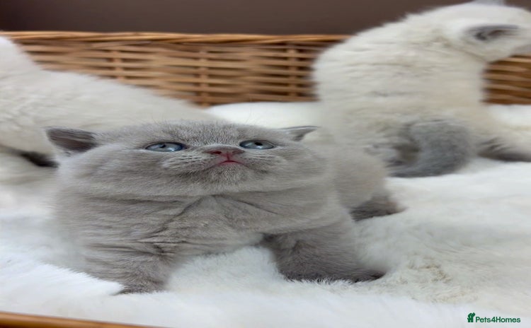 British Shorthair cats - Advert 6