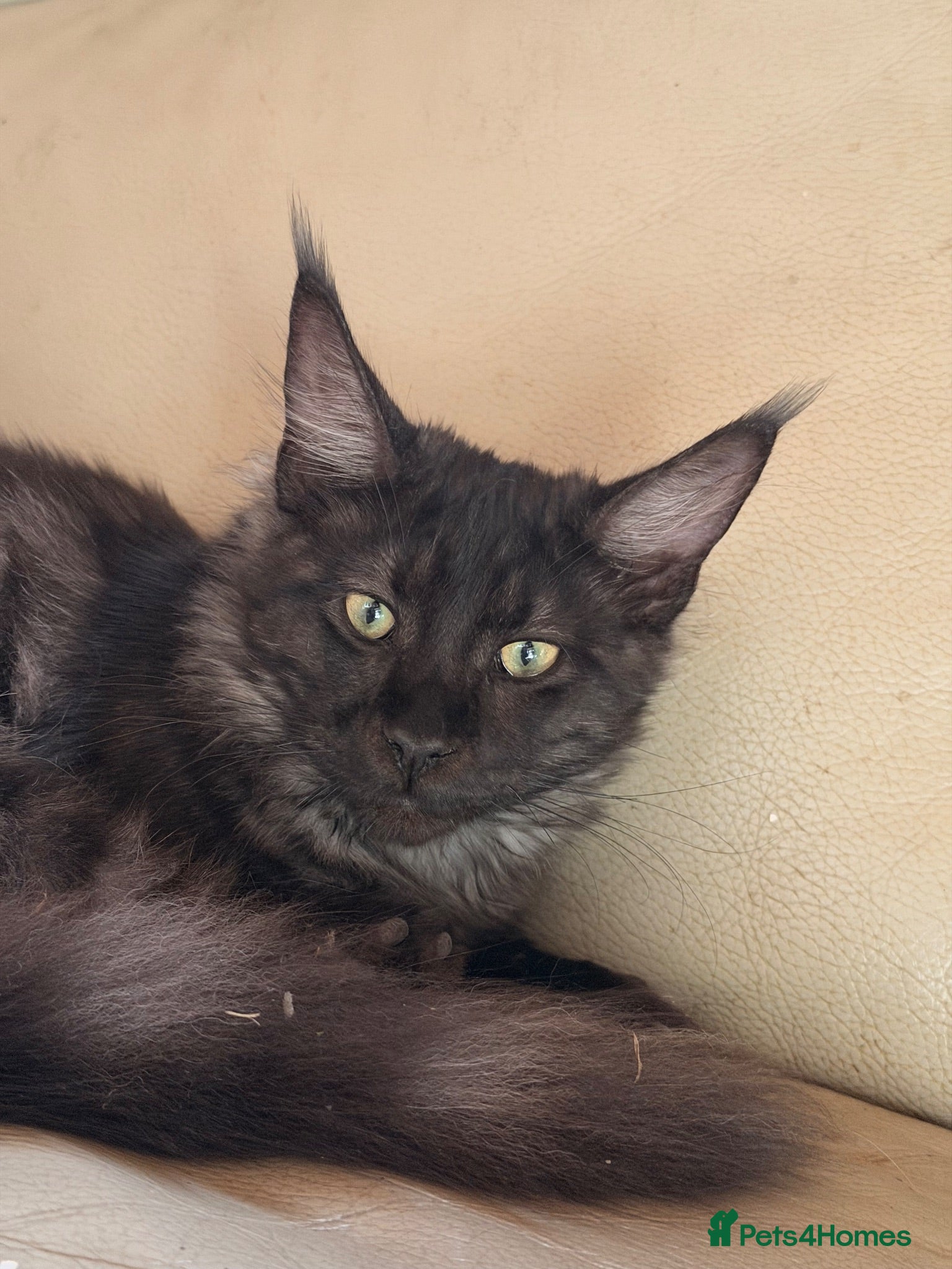 Maine Coon cats Last 2 babies - Advert 1