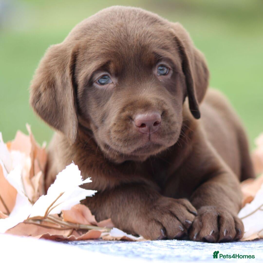 Labrador Retriever dogs female looking for a loving home - Advert 2