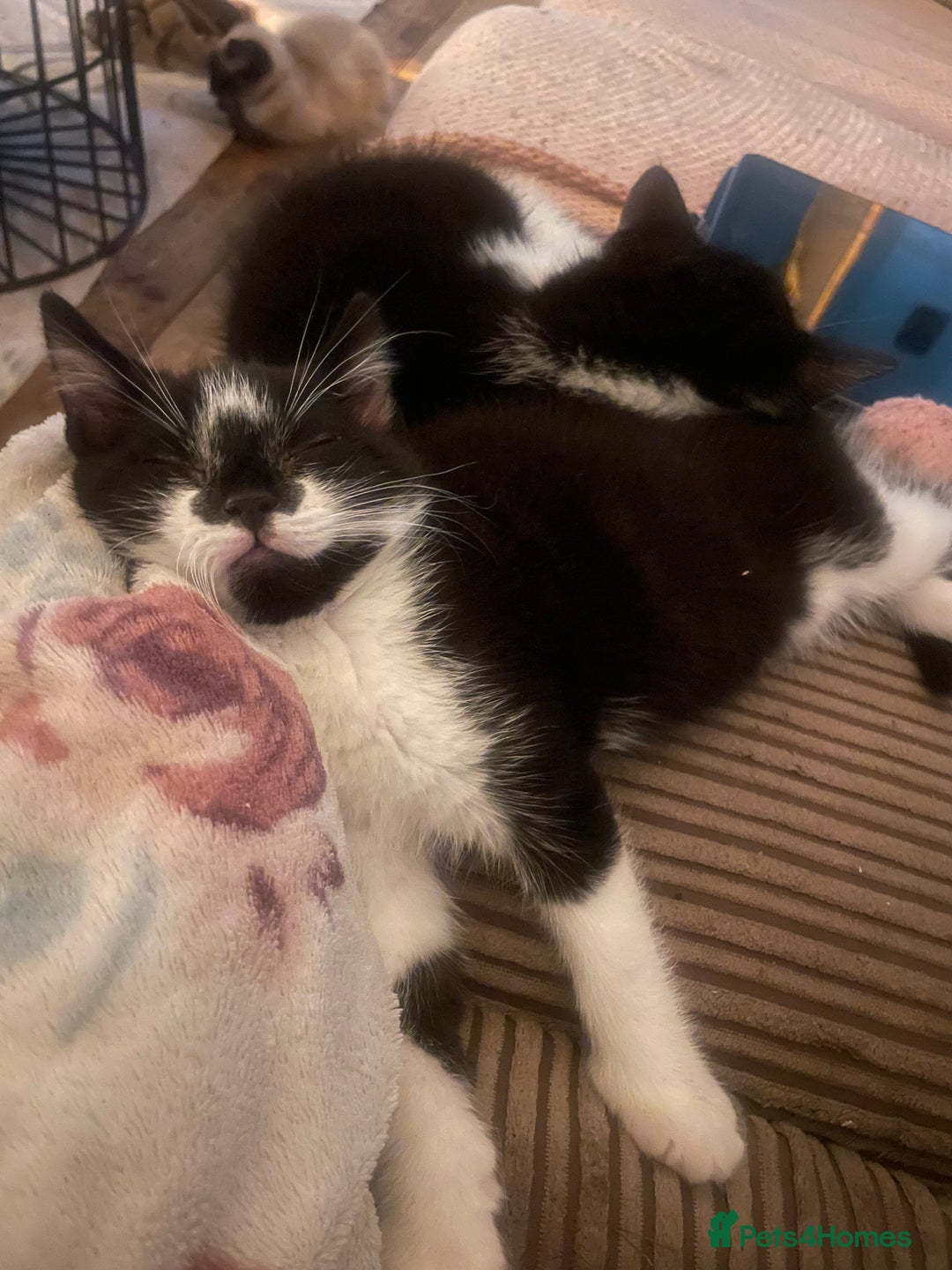 Mixed Breed cats for sale: Kitten for sale  - Advert 5